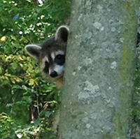 Raccoon