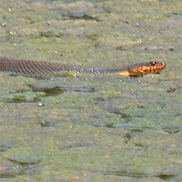 Red Bellied Water Snake