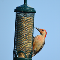 Red Bellied Woodpecker