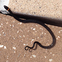 Ringneck Snake