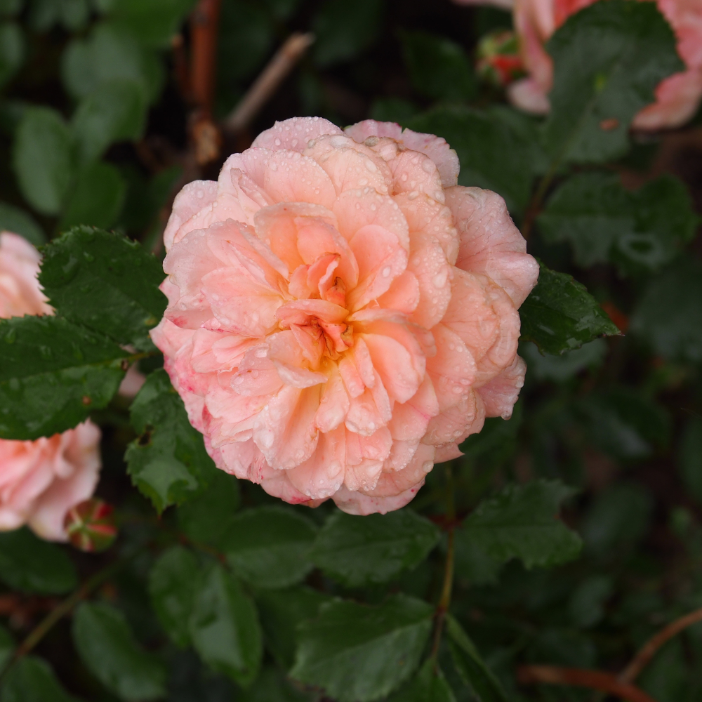 Rose Drift Apricot