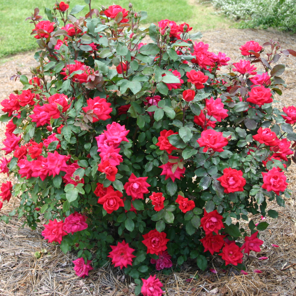 Rose Knockout Double Red