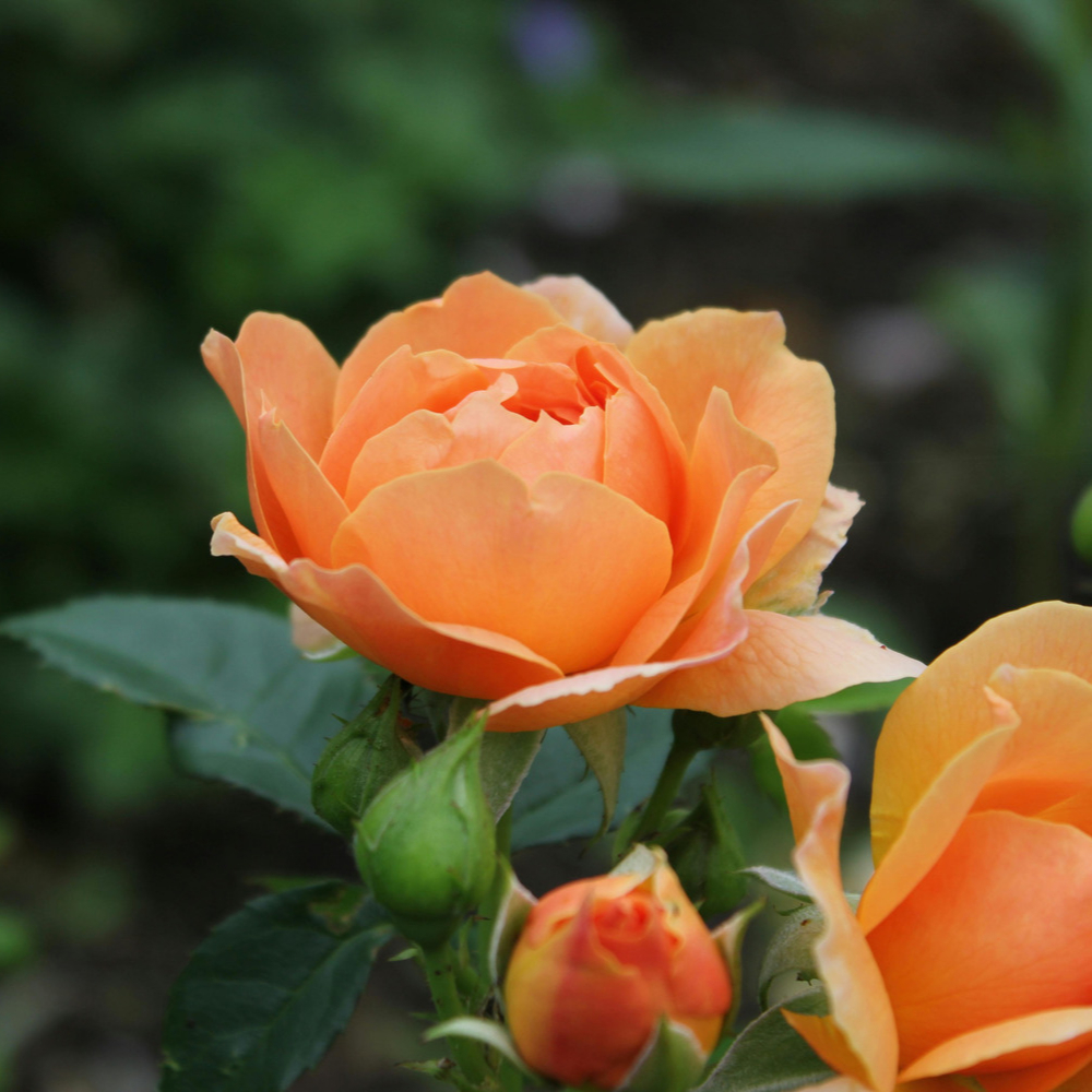 Rose Knockout Orange Glow