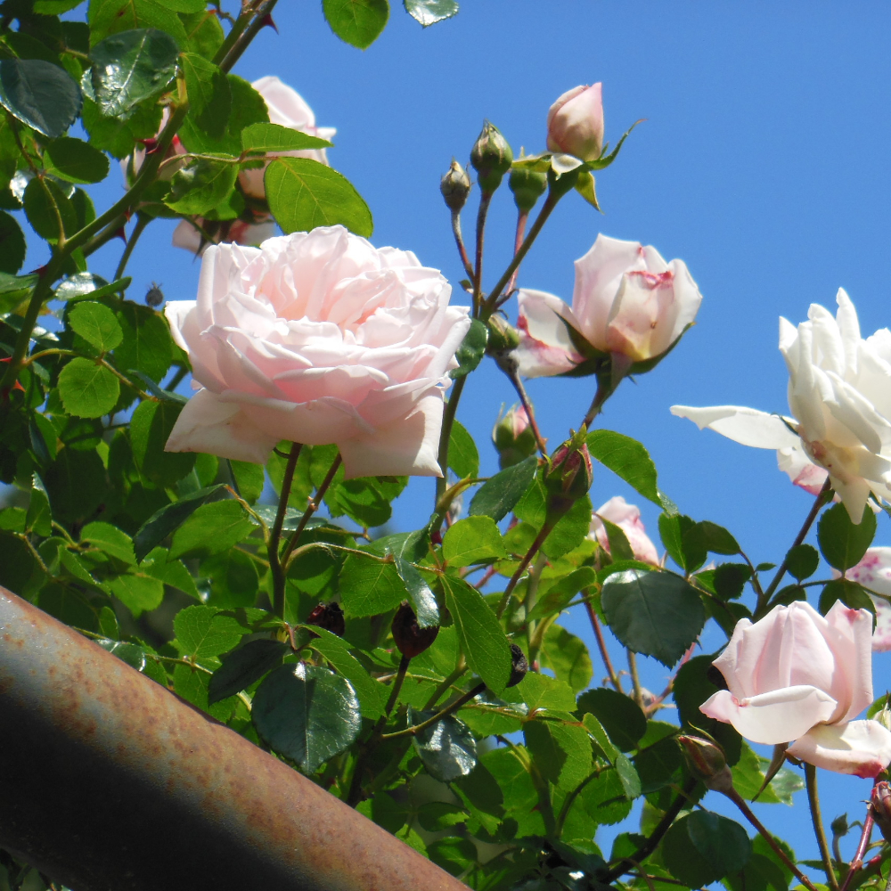 Rose New Dawn Climbing