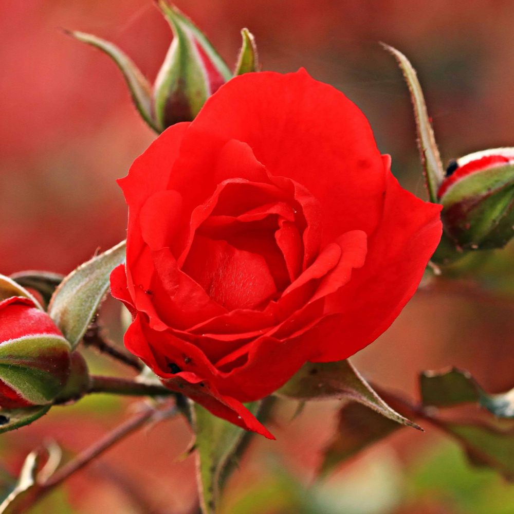 Rose Petite Knock Out Red