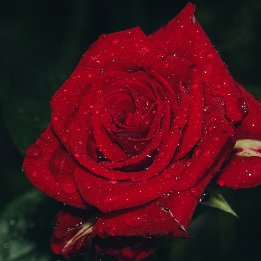 Rose Star Brickhouse