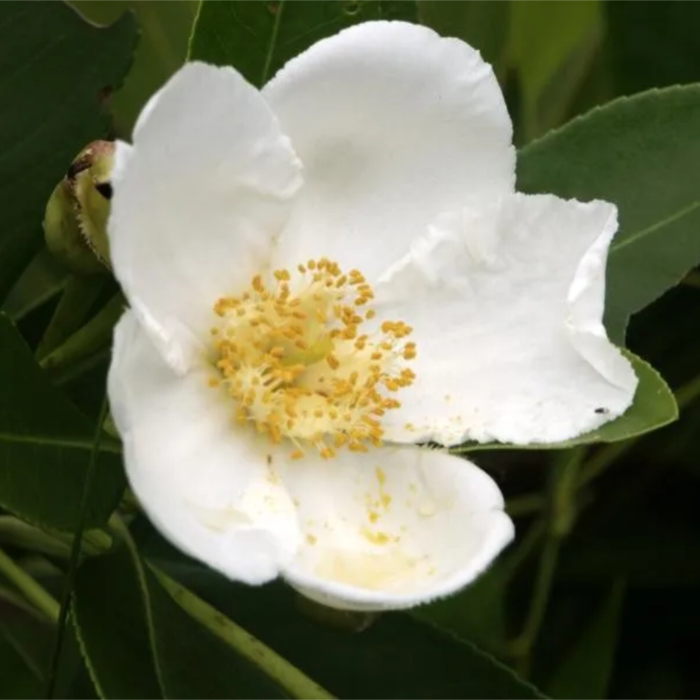 Sasanqua Autumn Moon