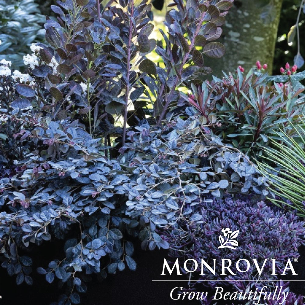 Sasanqua Autumn Spirit