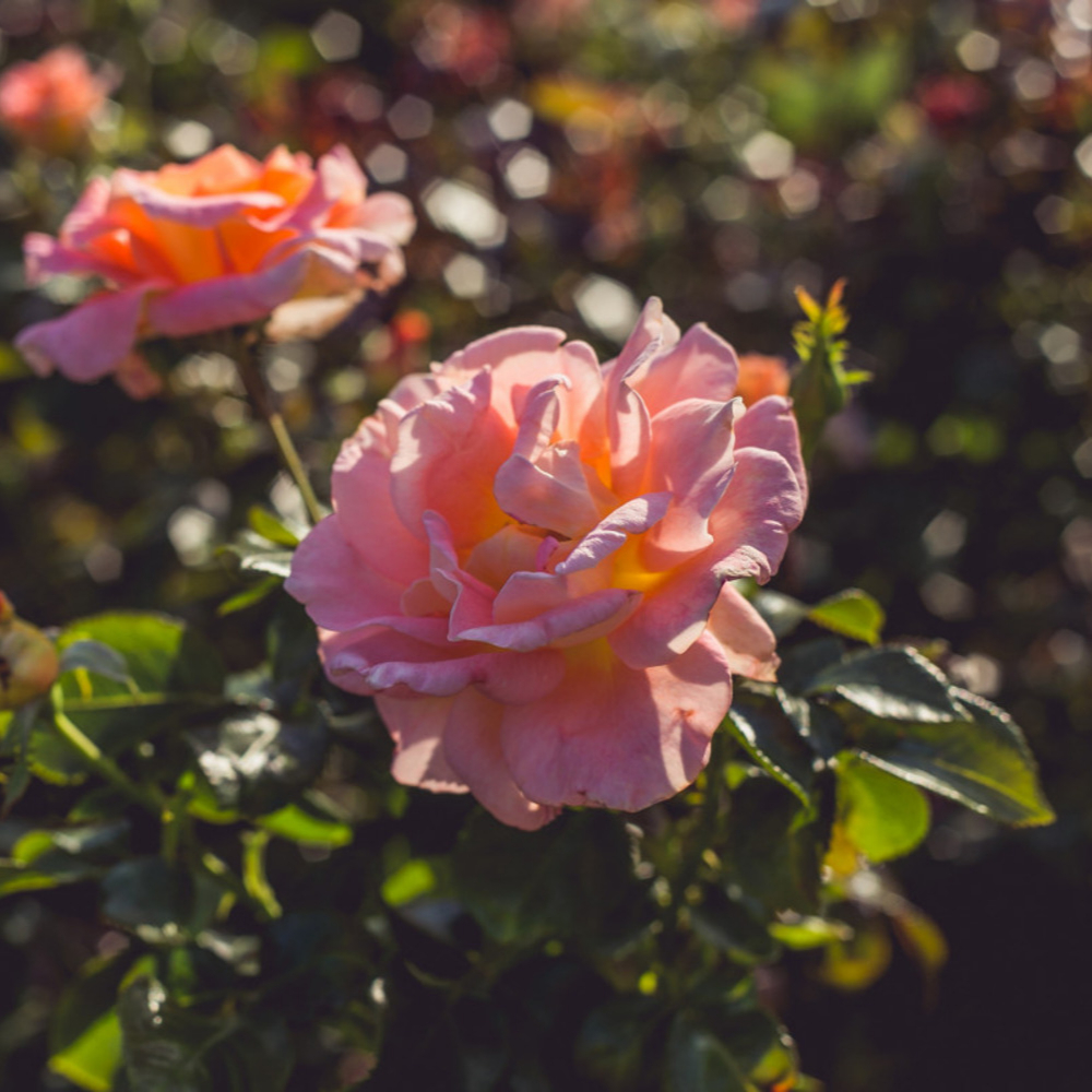 Sasanqua Autumn Sunrise