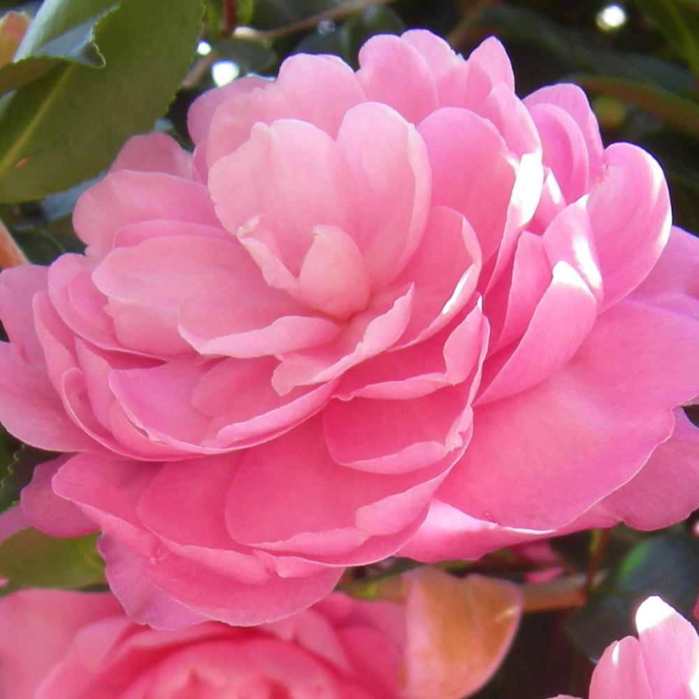 Sasanqua Cotton Candy