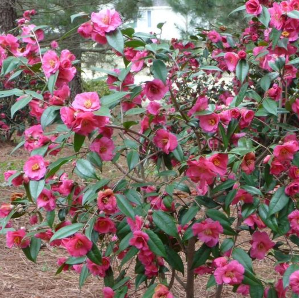 Sasanqua Crimson Candles