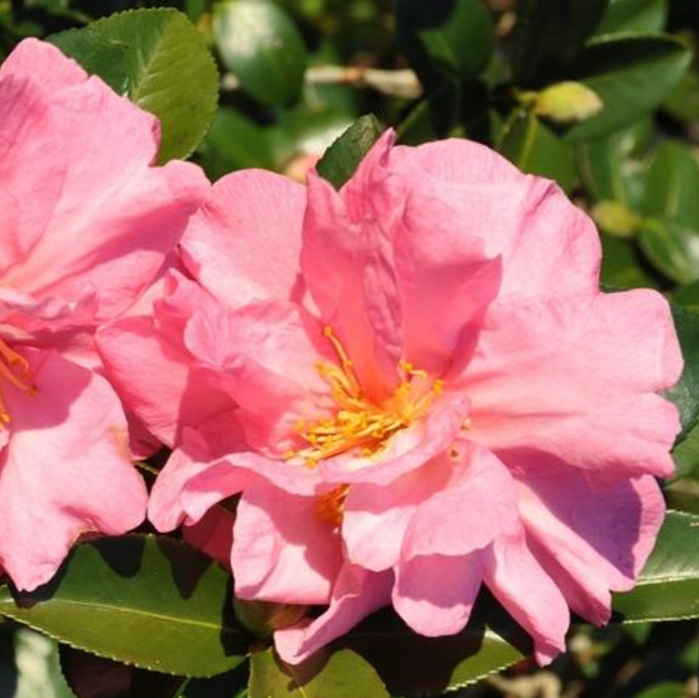 Sasanqua Jessica’s Ruffles