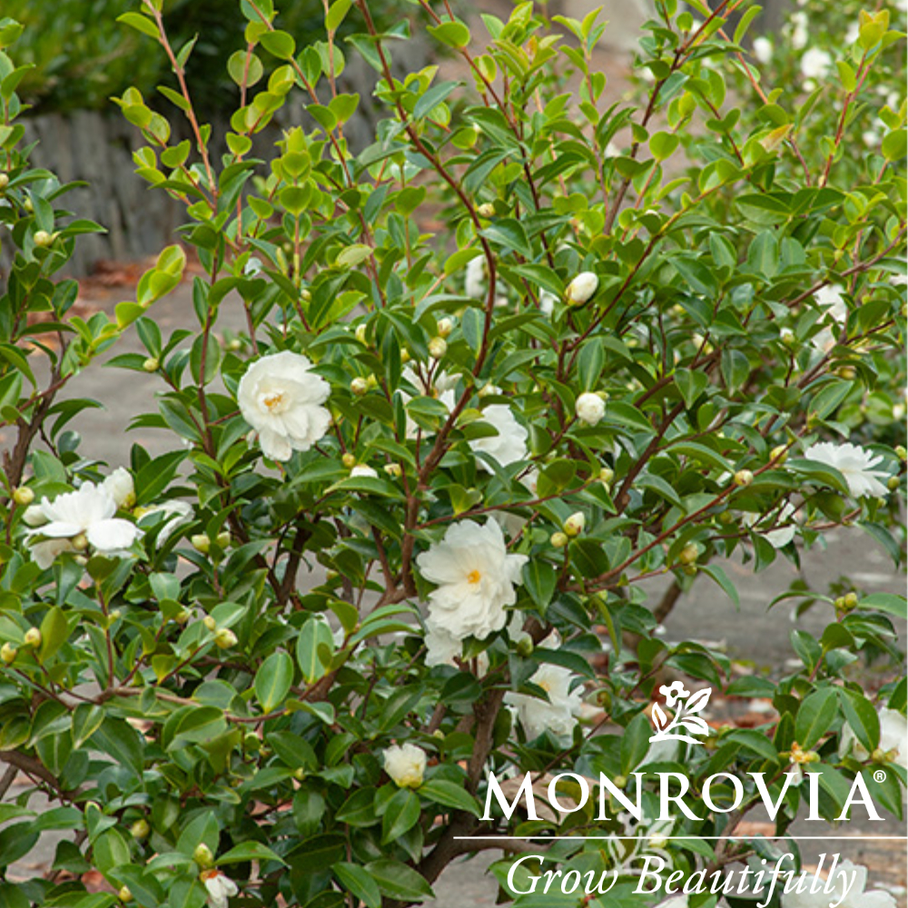 Sasanqua Mine No Yuki