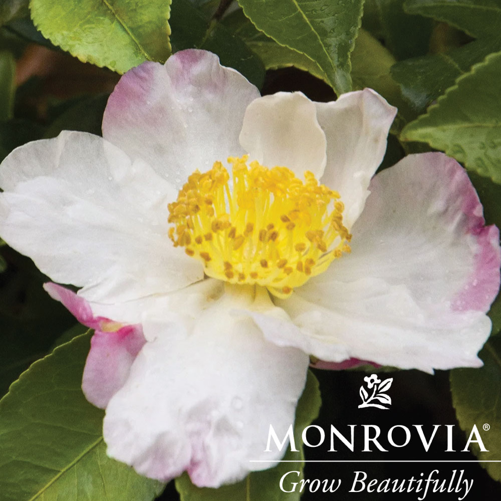 Sasanqua Northern Lights