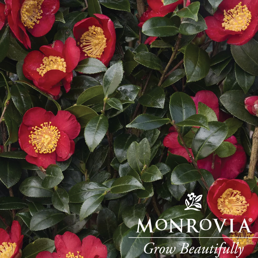 Sasanqua October Magic Crimson 'N Clover