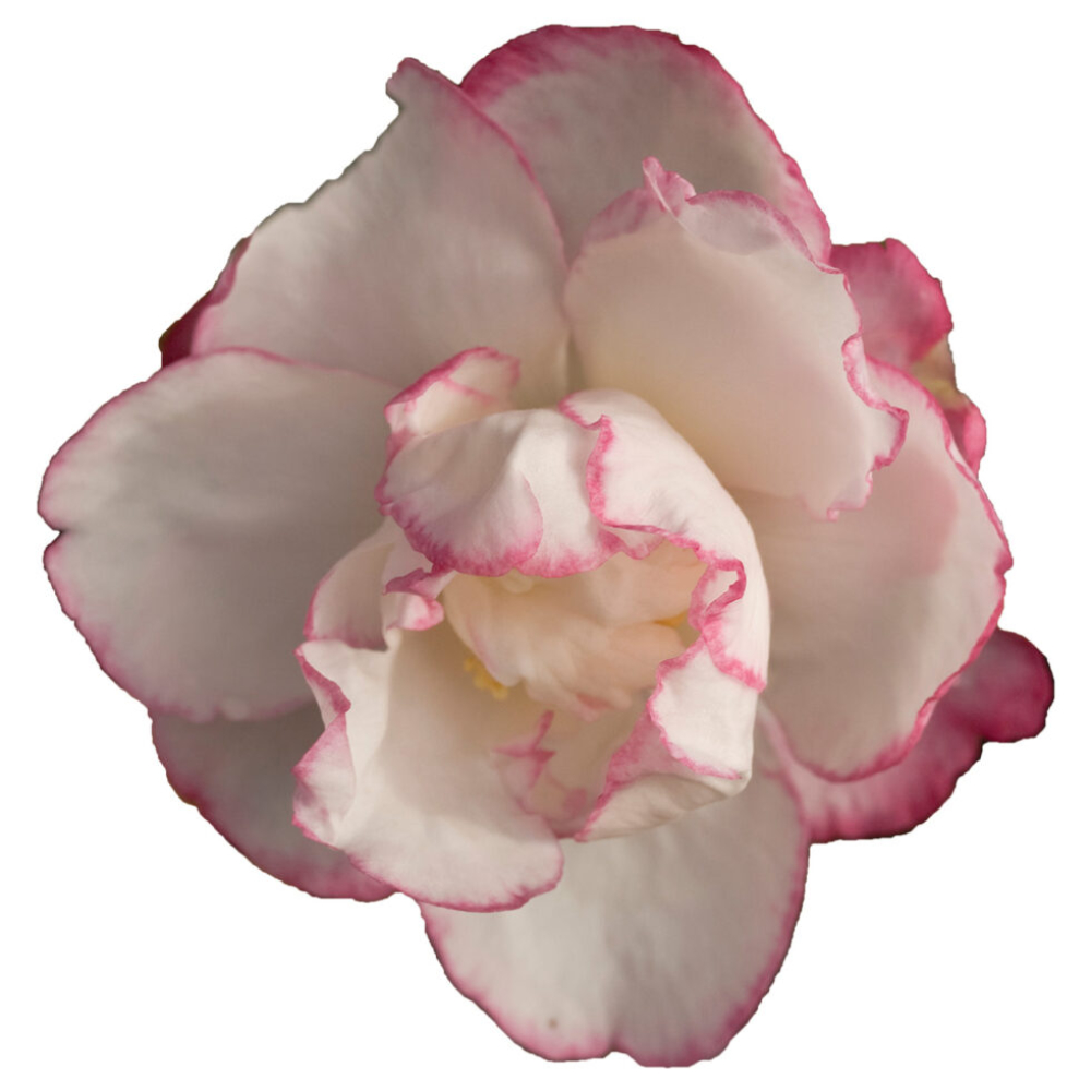 Sasanqua October Magic® Inspiration™