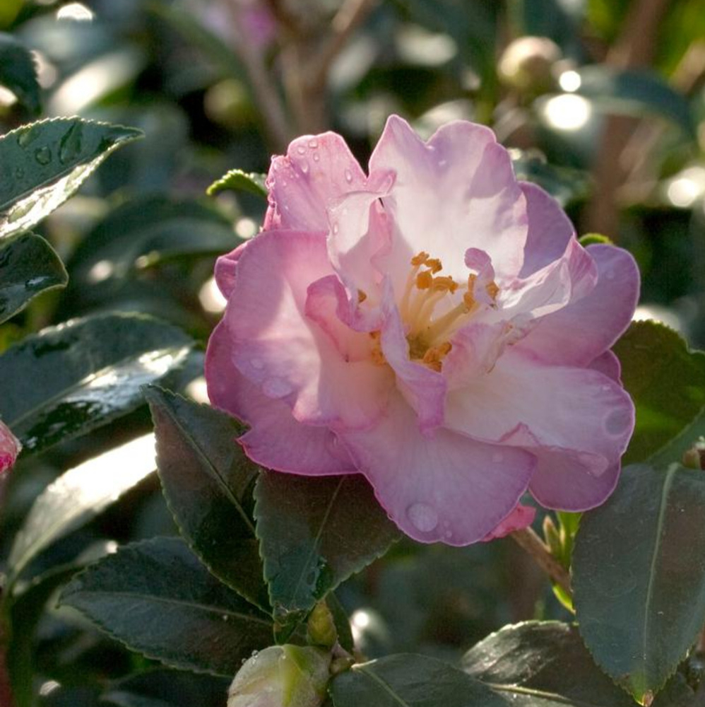 Sasanqua October Magic® Orchid™