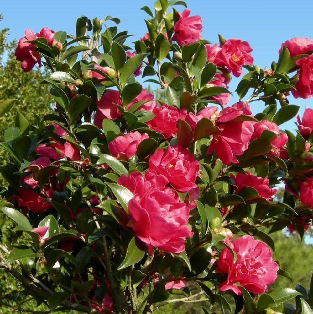 Sasanqua October Magic® Rose™