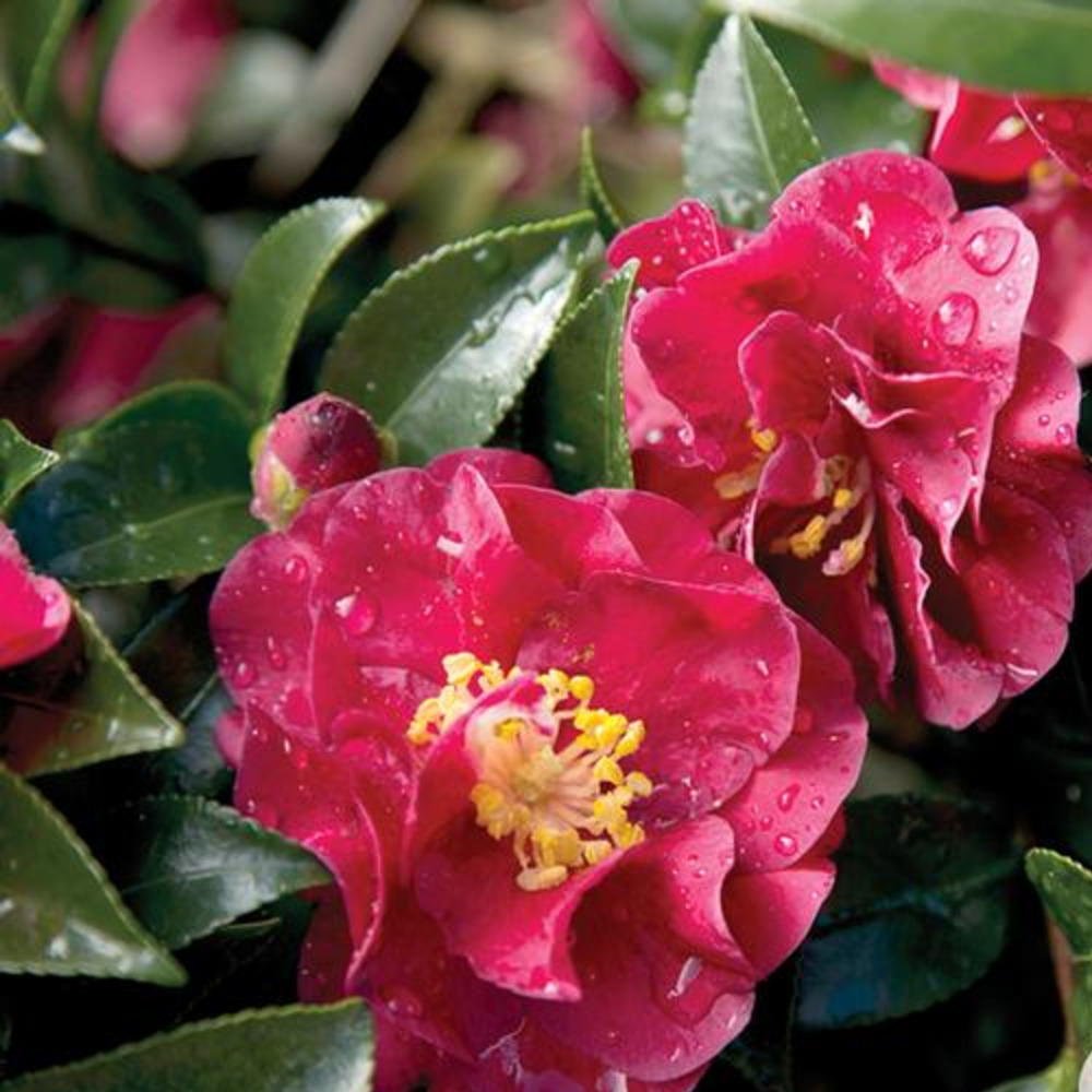 Sasanqua October Magic® Ruby™