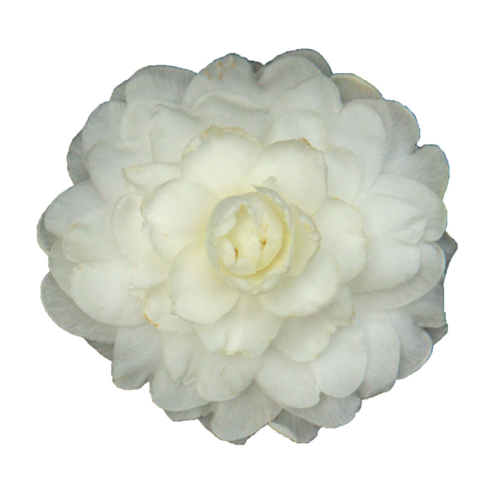 Sasanqua October Magic® White™