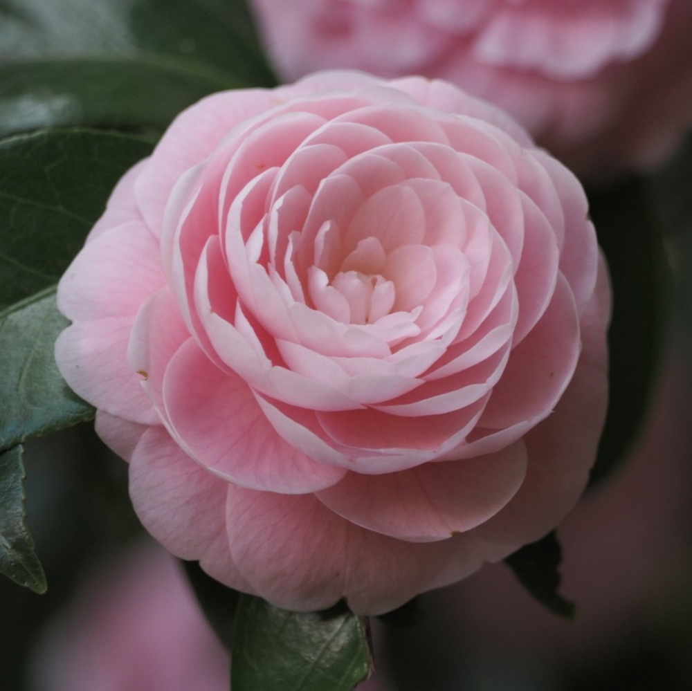 Sasanqua Pink Snow™