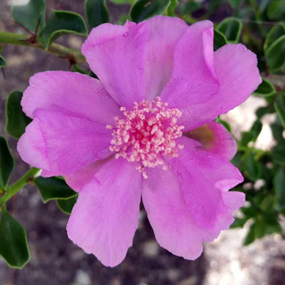 Sasanqua Purple Haze™