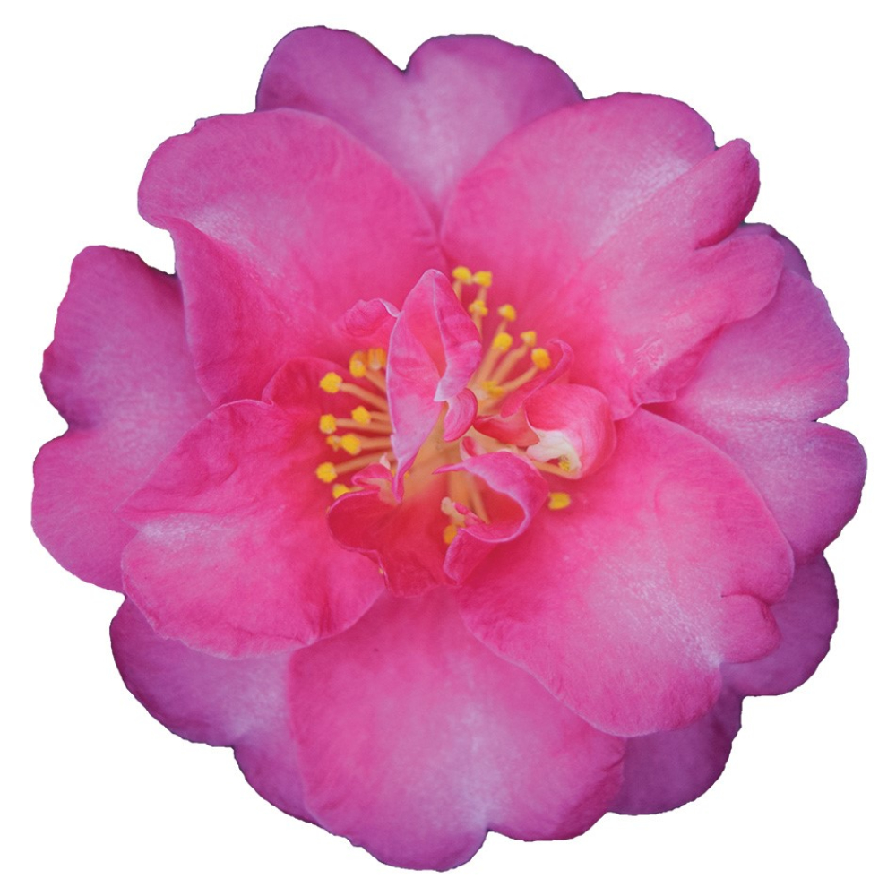 Sasanqua Red Bird™