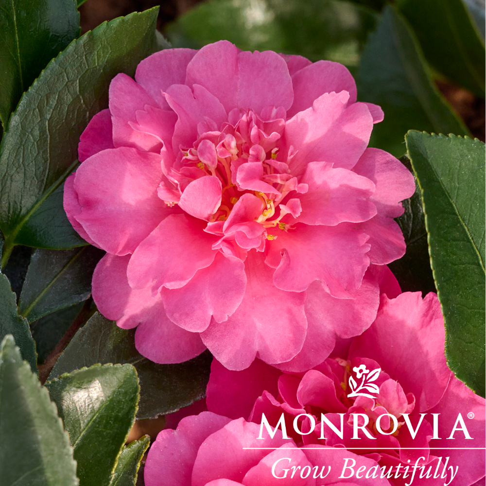 Sasanqua Showa No Sakae™