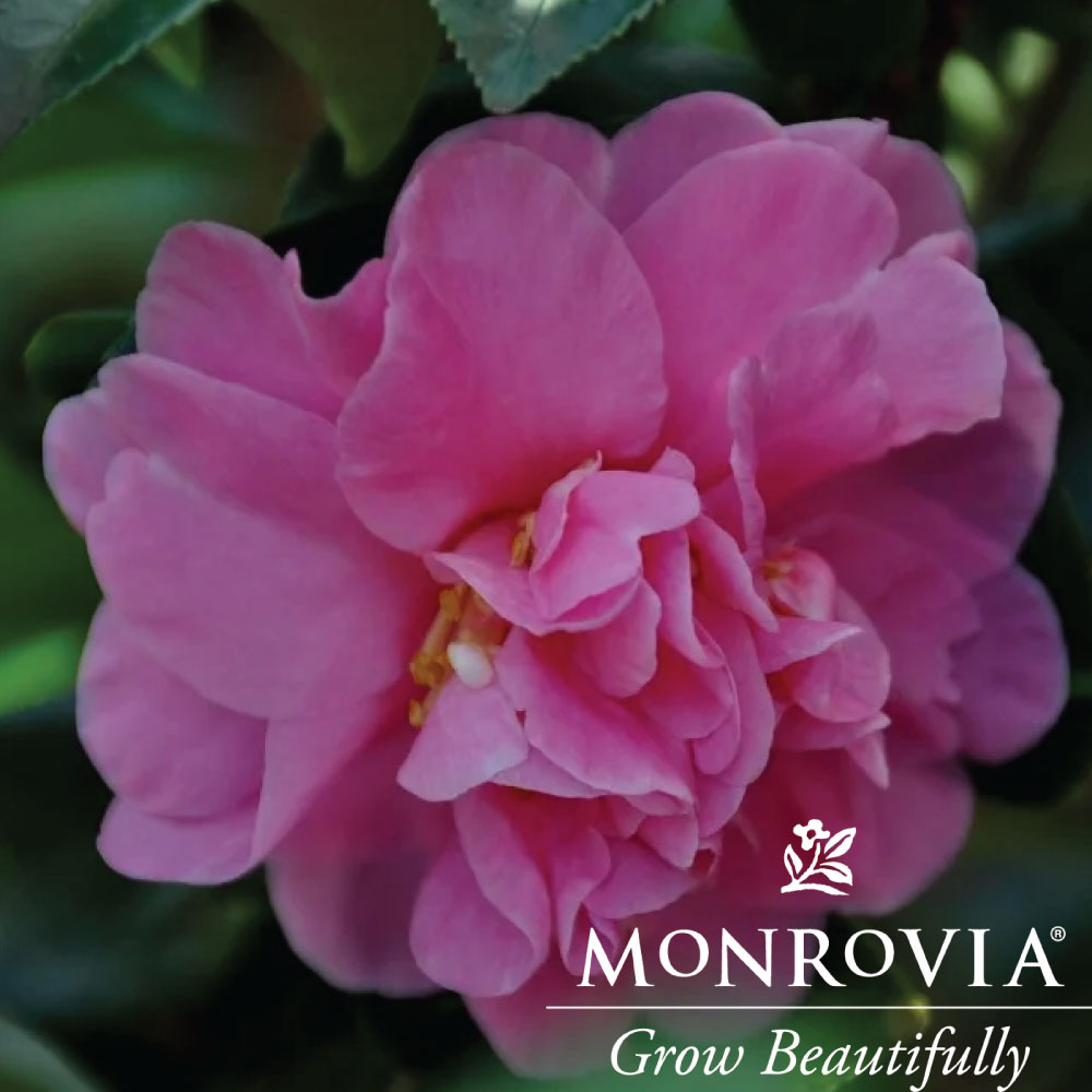 Sasanqua Twilight Glow™