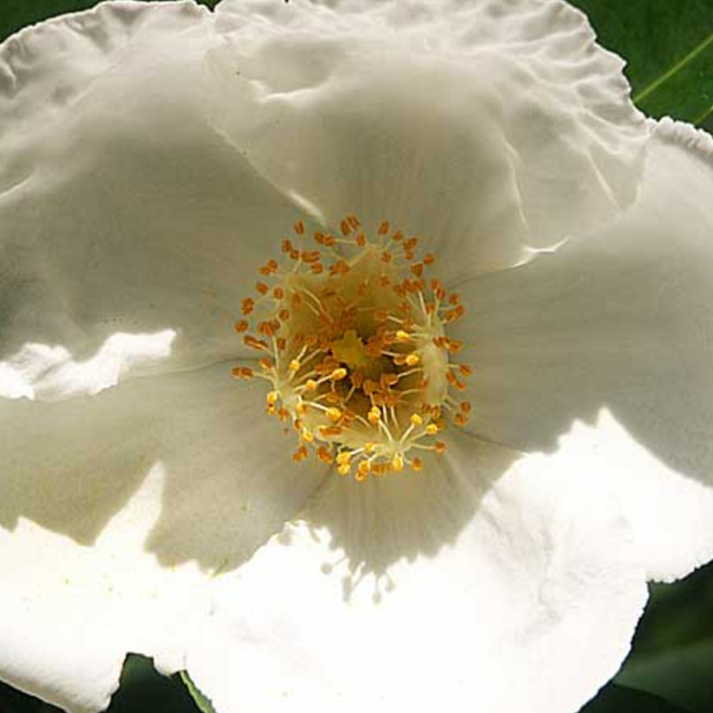 Sasanqua White Christmas™