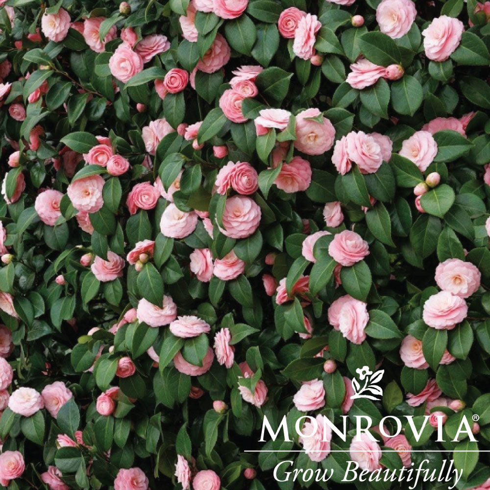 Sasanqua William Lanier Hunt