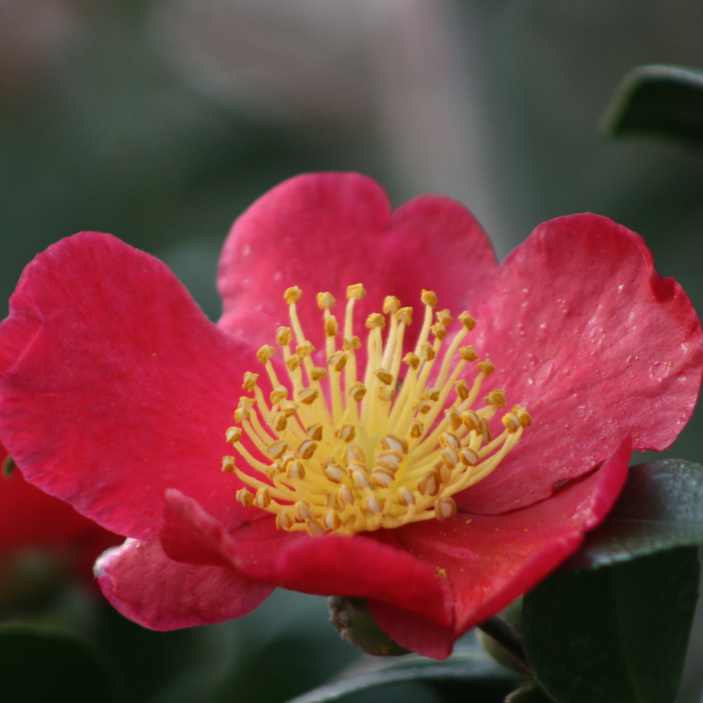 Sasanqua Yuletide™