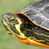 Slider Turtle