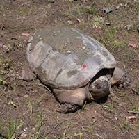Snapping Turtle