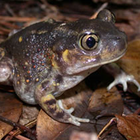 Spadefoot Toad