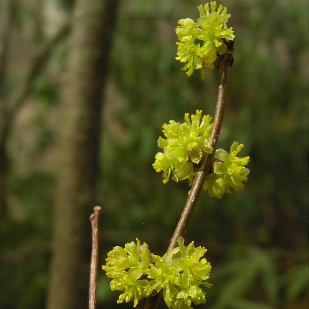 Spicebush