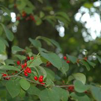 Spicebush2