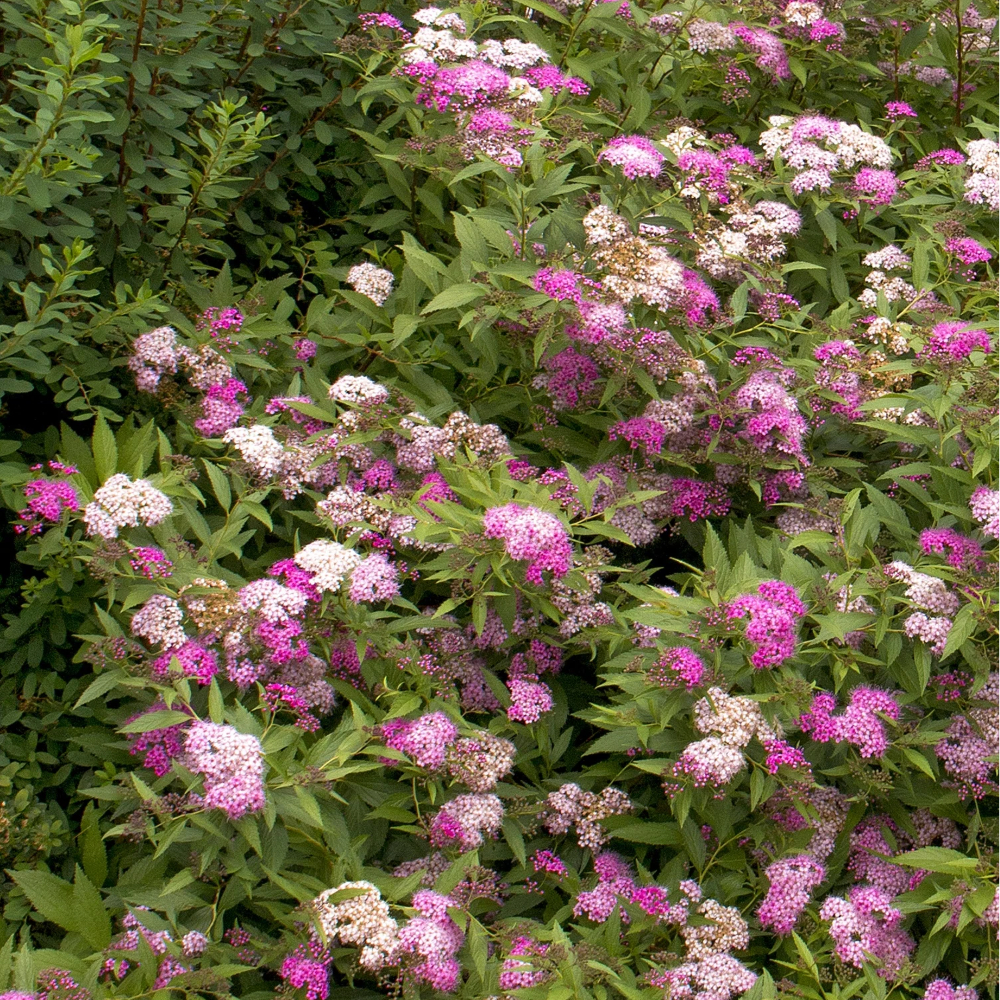 Spirea Anthony Waterer