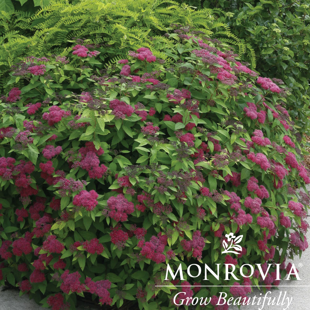 Spirea Double Play
