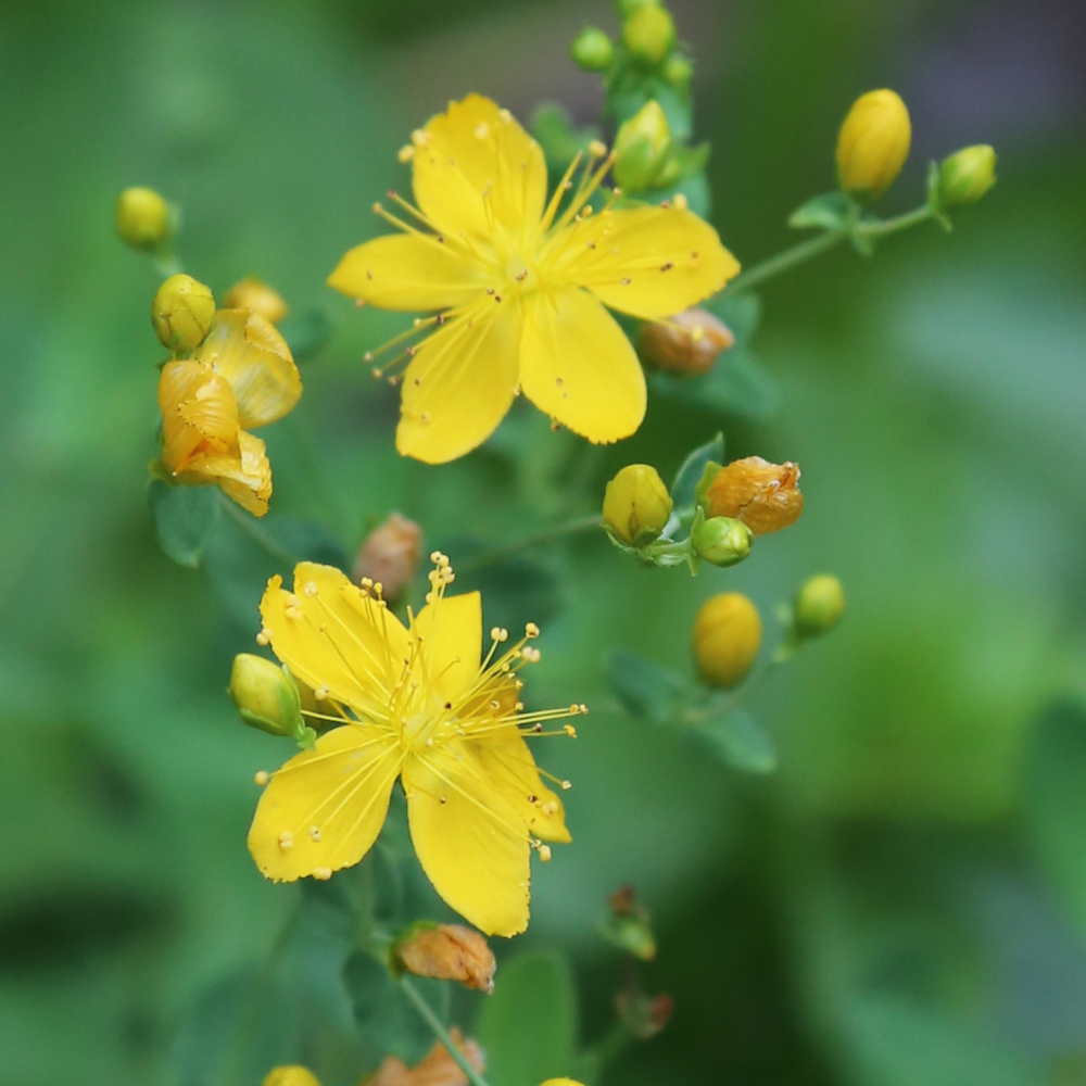 St. John’s Wort