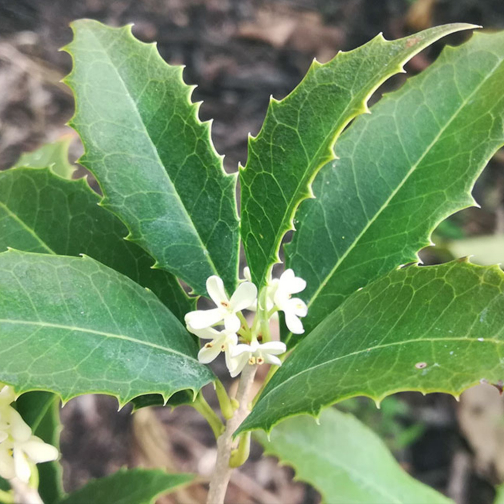 Tea Olive Fragrant Princess