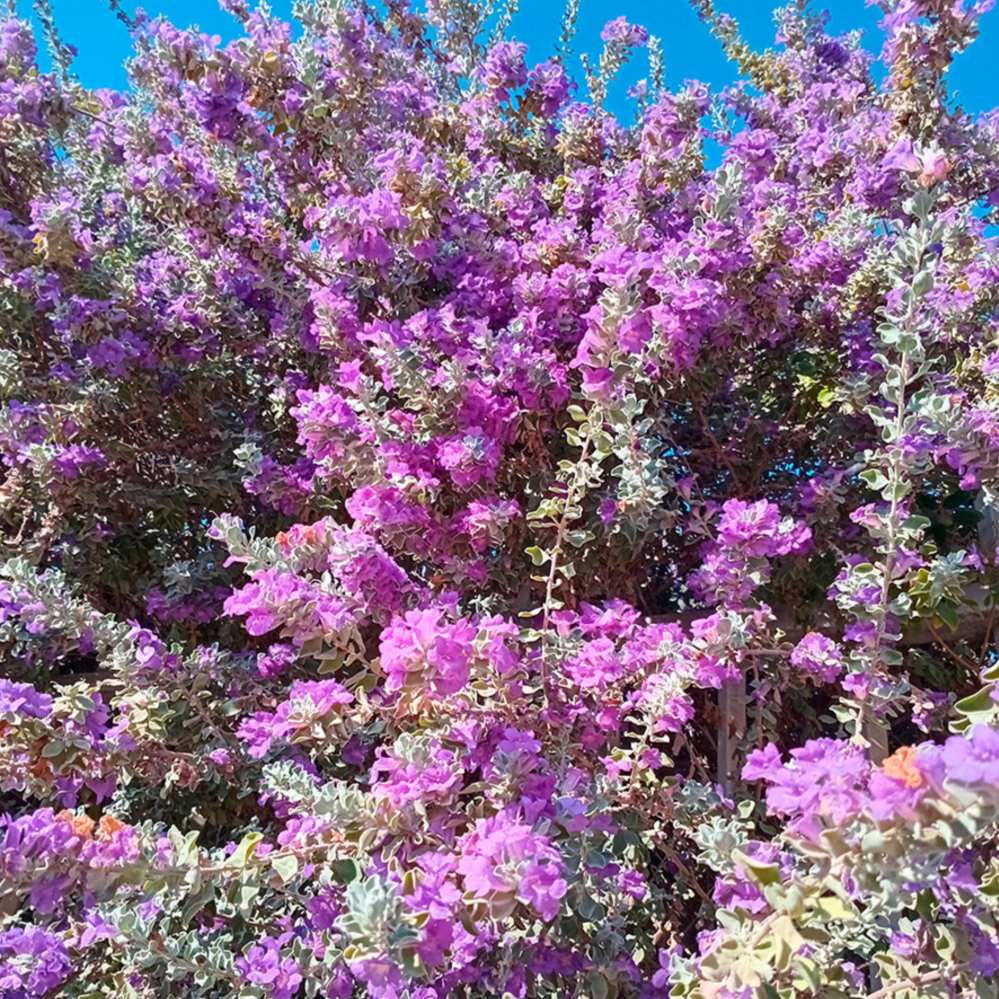 Texas Sage Desperado