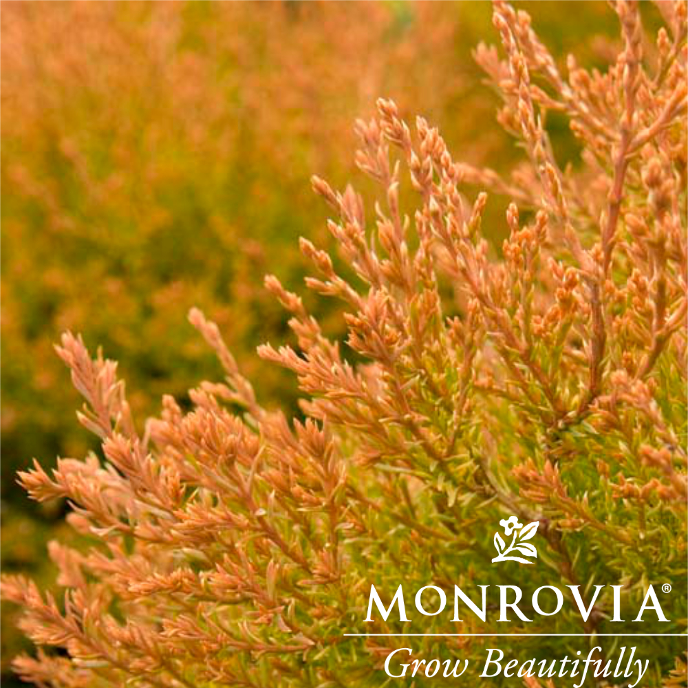 Thuja Fire Chief Arborvitae