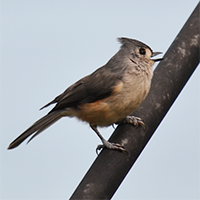 Titmouse