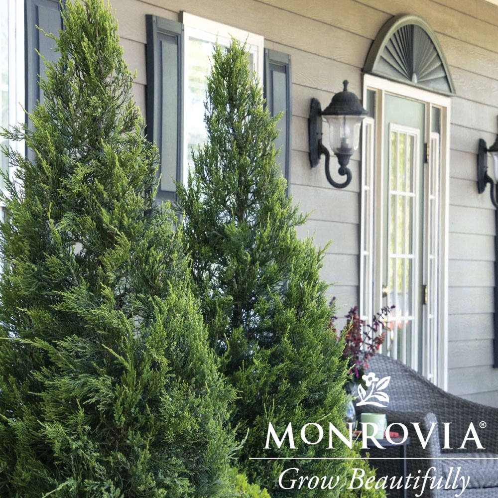 Topiary Juniper Hetzii Colum Spiral