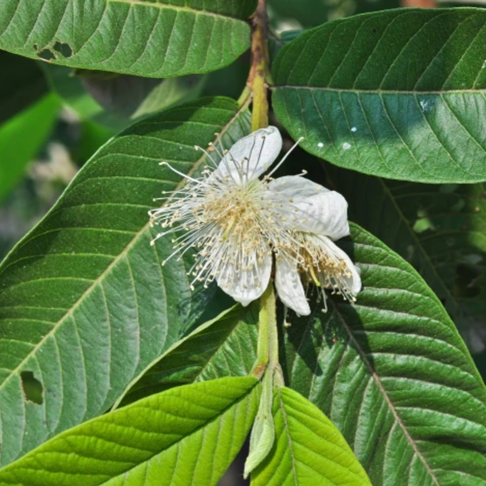 Guava 'Tropical Pink'