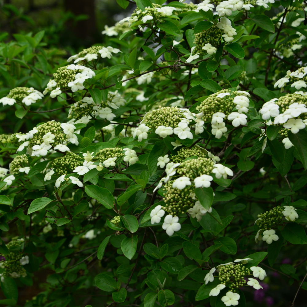 Viburnum Chinese Snowball