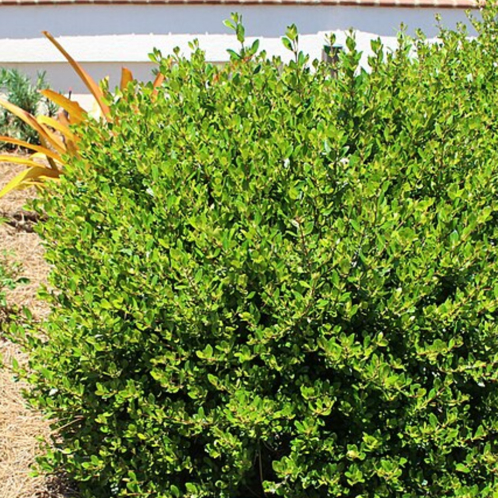 Viburnum Dwarf Mrs. Schiller’s