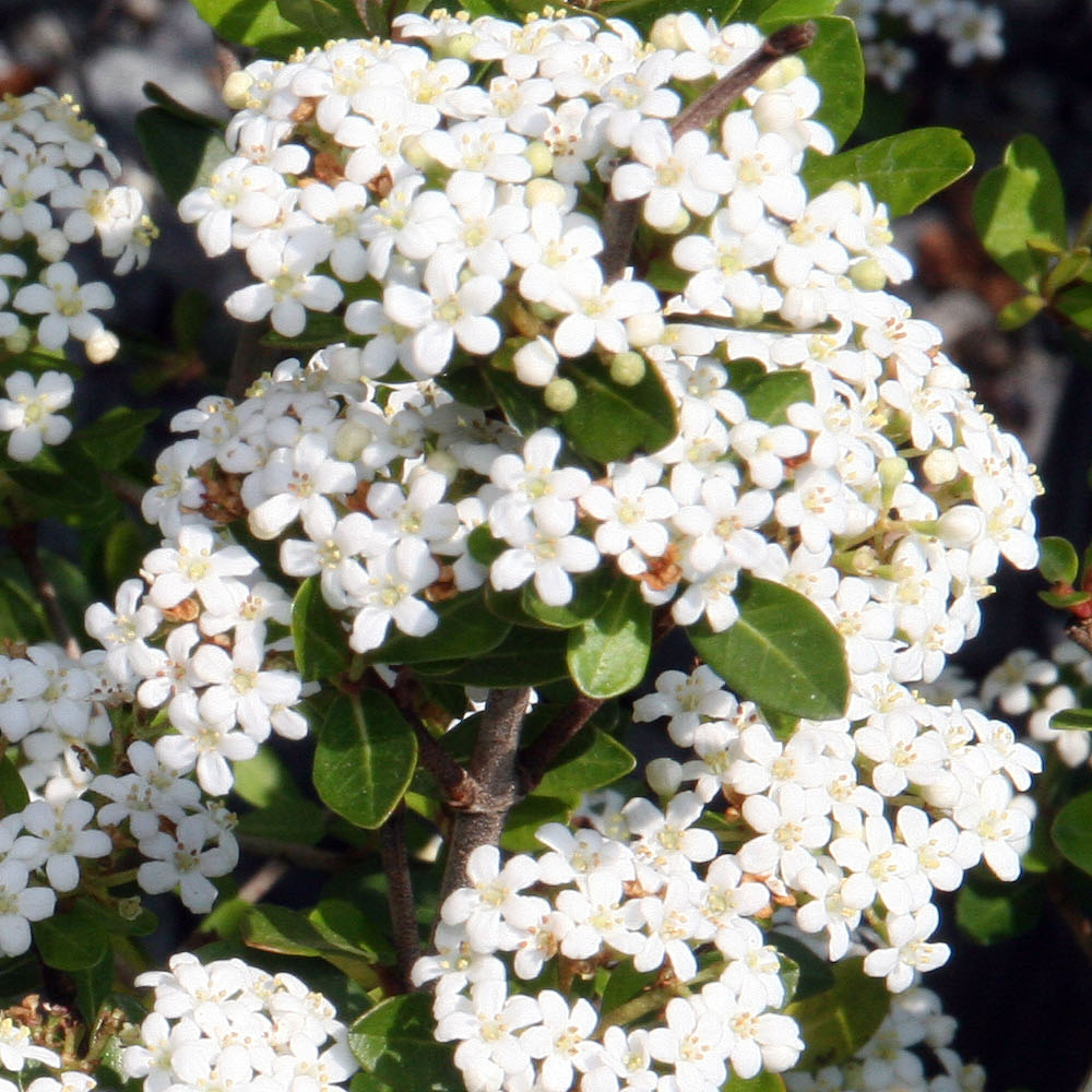 Viburnum Dwarf Reifler's Walter