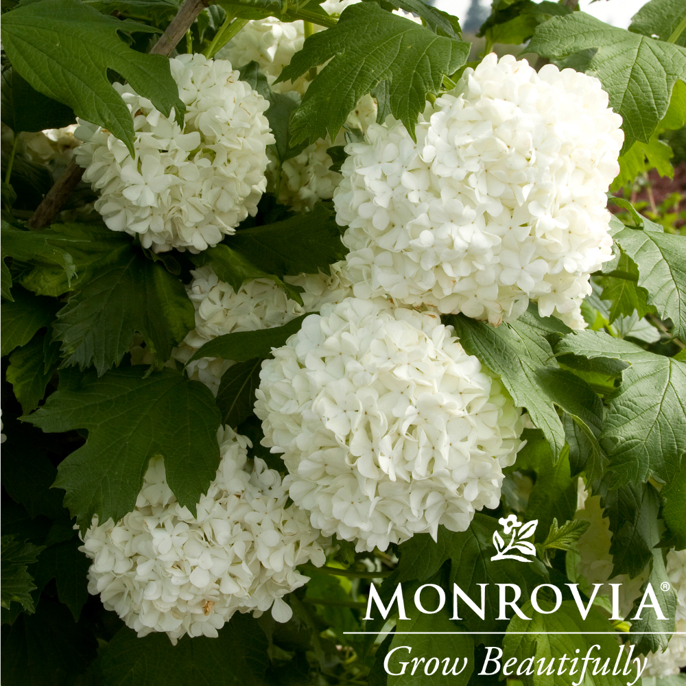 Viburnum Eastern Snowball